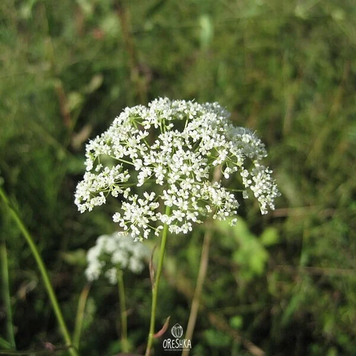 Burnet saxifrage pcs - burnet,