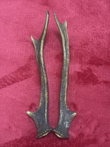 Pair sika deer antlers - pair,