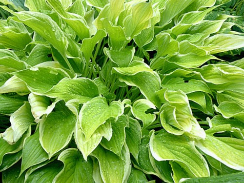 Hosta spring break pot - break,