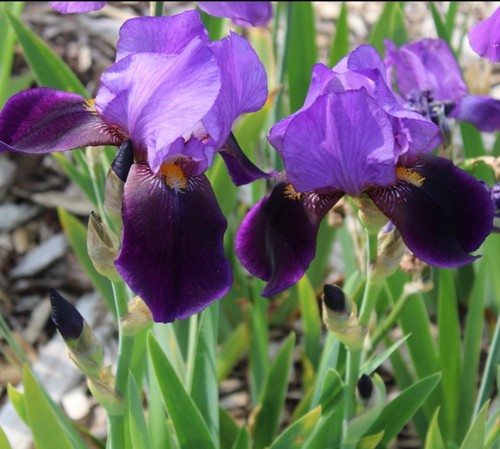 Historic iris germanica - historic,