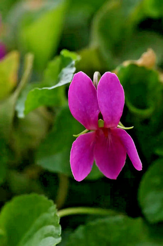 Red sweet violet - sweet, viola