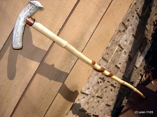 Dogwood spiral cane walking - dogwood, cane/walking