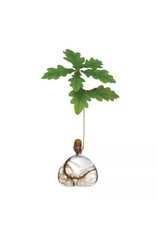 Acorn Vase + 3 Sprouted Acorns, Germinated Acorns , English Oak, Vase Model 2