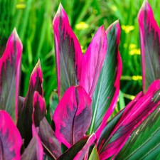 Cordyline tango cabbage palm - -,