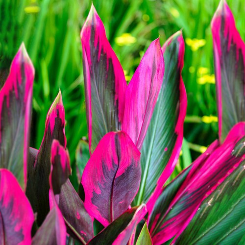 Cordyline tango cabbage palm - -,