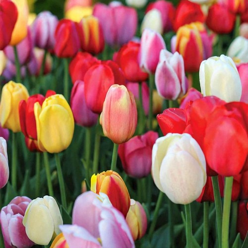Tulip mixed spring bulb - mixed,