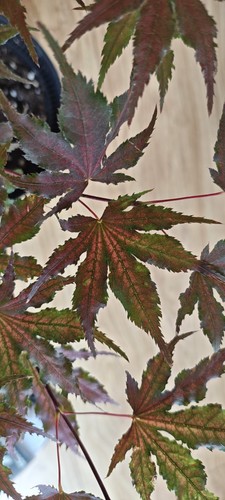 Acer palmatum purple ghost - purple,