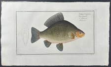 Bloch- Crucian – Cyprinus