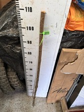 Blackthorn  SHANK WALKING