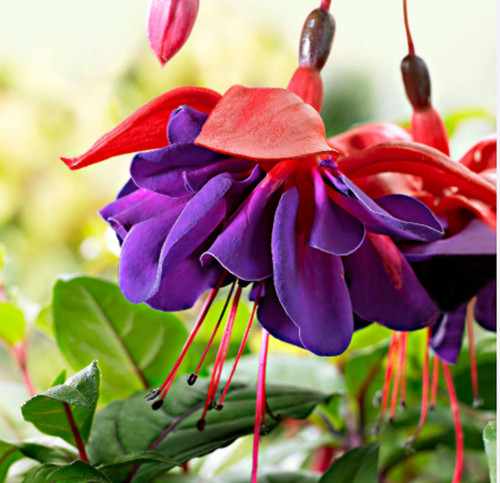 Giant trailing fuchsia - trailing,