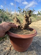 Bonsai ..Olivastro