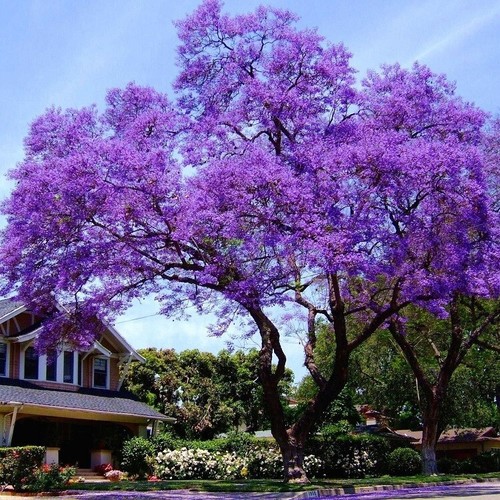Empress tree paulownia - -,