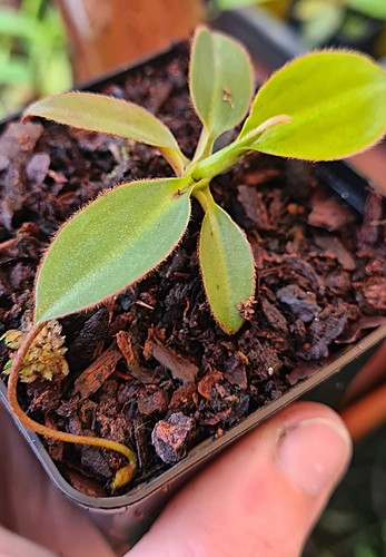 Nepenthes rajah - , x