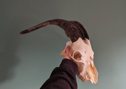 Goat skull bones animal - goat, skull,
