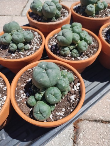 Rare seed grown - seed, cactus