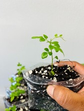 Curry leaf plants Murraya koenigii, karipatta, kariveppilai,sweet neem, 1 Plant