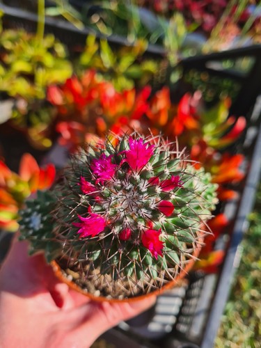 Mammillaria polythele - mammillaria,