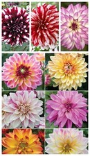 Dahlia seeds .. Bicoloured/