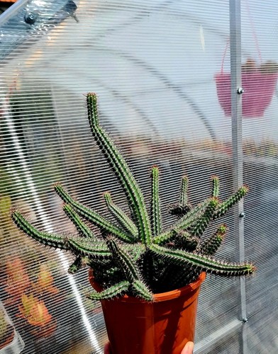 Euphorbia baioensis stem - euphorbia,
