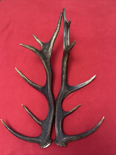Pair red deer - deer, antlers