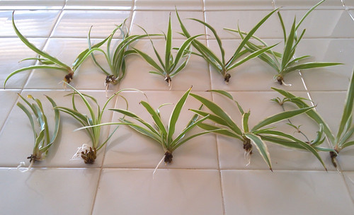 Variegated spider plant - variegated,