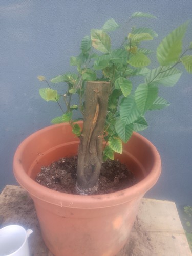 Hornbeam bonsai tree - hornbeam,