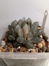 Haworthia Obtusa 'Yamada