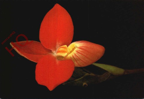 Picture postcard flowers - picture, postcard:-flowers