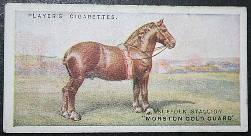Suffolk punch draught horse - suffolk,