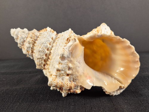 Natural frog snail shell - frog, conch