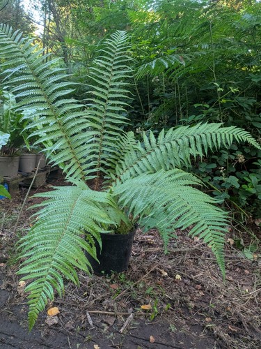 Woodland fern plant 10l pot - fern,