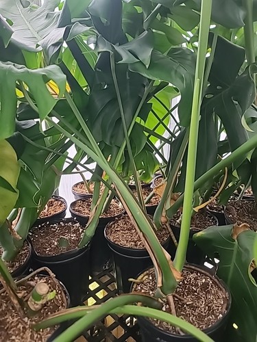 Monstera deliciosa swiss - monstera,
