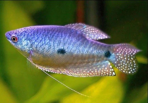 Lavender gourami live - gourami,