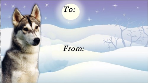 Siberian husky dog christmas - husky,