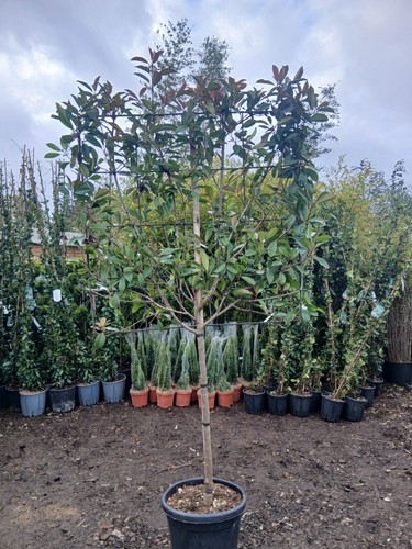 Photinia red robin - photinia,