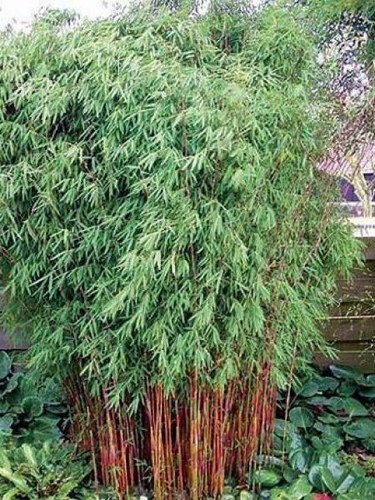 Red dragon bamboo seeds - red,