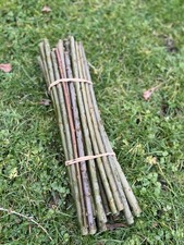 Goat willow cuttings for - 40,
