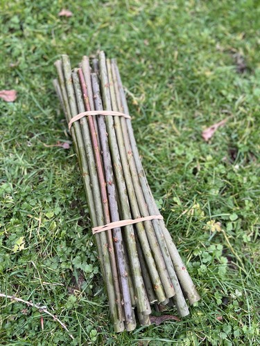 Goat willow cuttings for - 40,