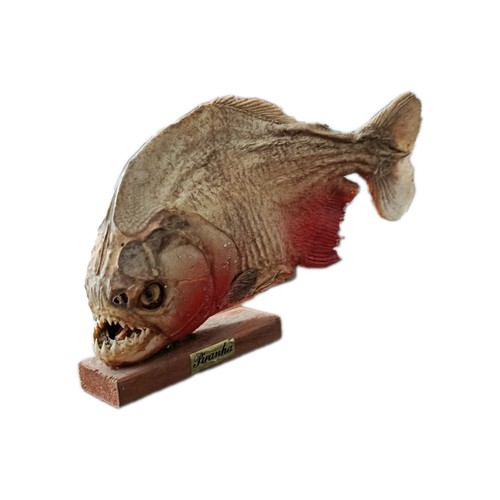 Vintage taxerdermed piranha - vintage,