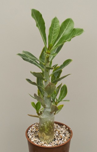 Adenium obesum caudiciform - adenium,
