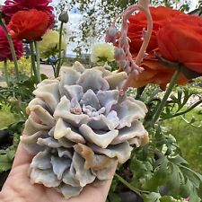 Echeveria ‘Crispate