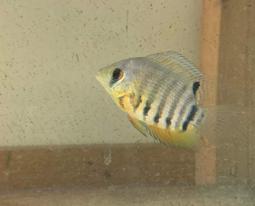 Orange shoulder severum 5 - shoulder,