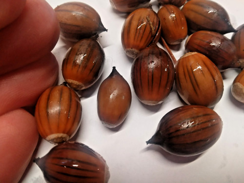 Red bark oak acorns - 10,