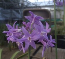 Tulbaghia violacea x 2 bare