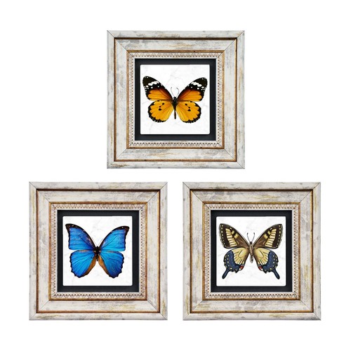 Butterfly effect vintage set - butterfly,