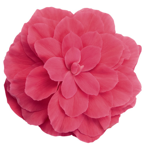 Begonia nonstop pink - nonstop, 12