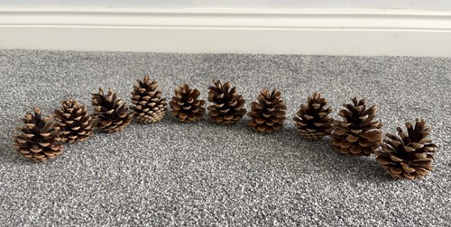 Pine cones assorted size - assorted,