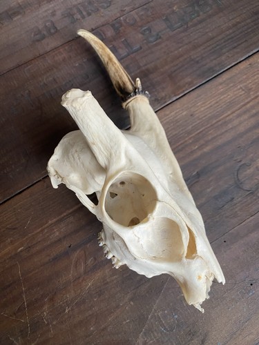 Real animal bone skull muntjac - animal,