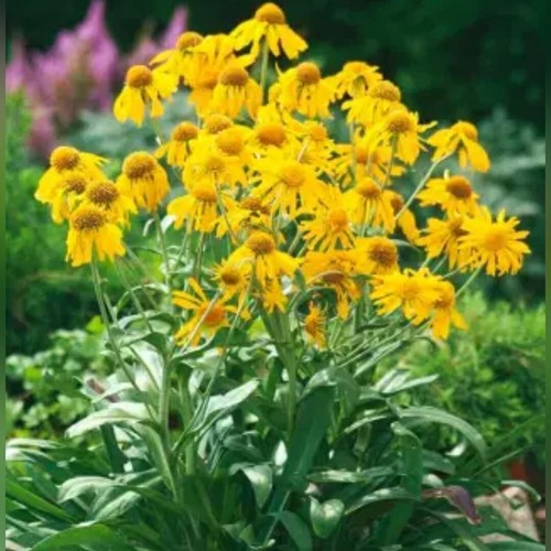 Helenium hoopesii - (hymenoxys)hoopesii, +