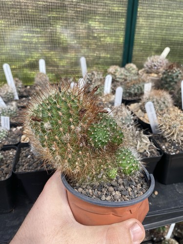 Large rebutia fiebrigii cactus - large,
